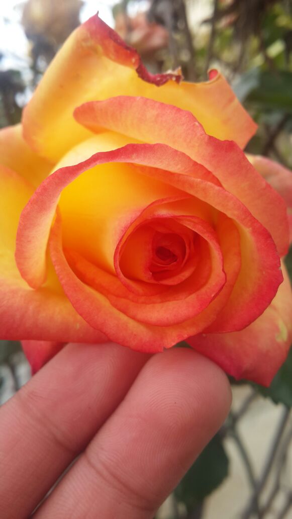 |♥| bntpal.com_143024888