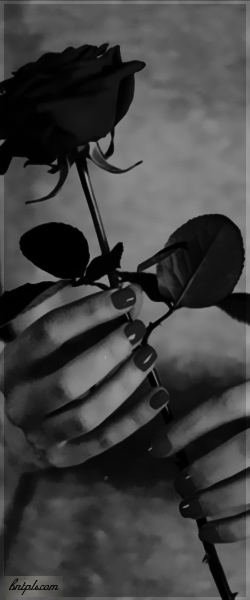  ✿ bntpal.com_144091549