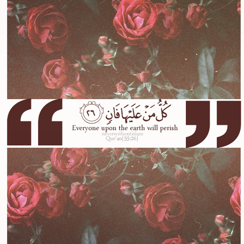 .  bntpal.com_144179814