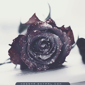 .....| bntpal.com_144189362
