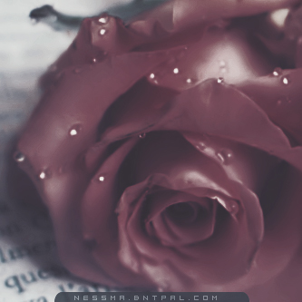 .....| bntpal.com_144189367