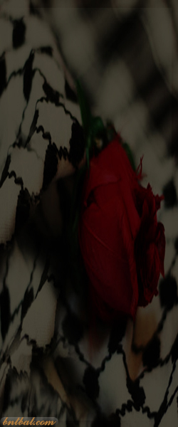  bntpal.com_144189447