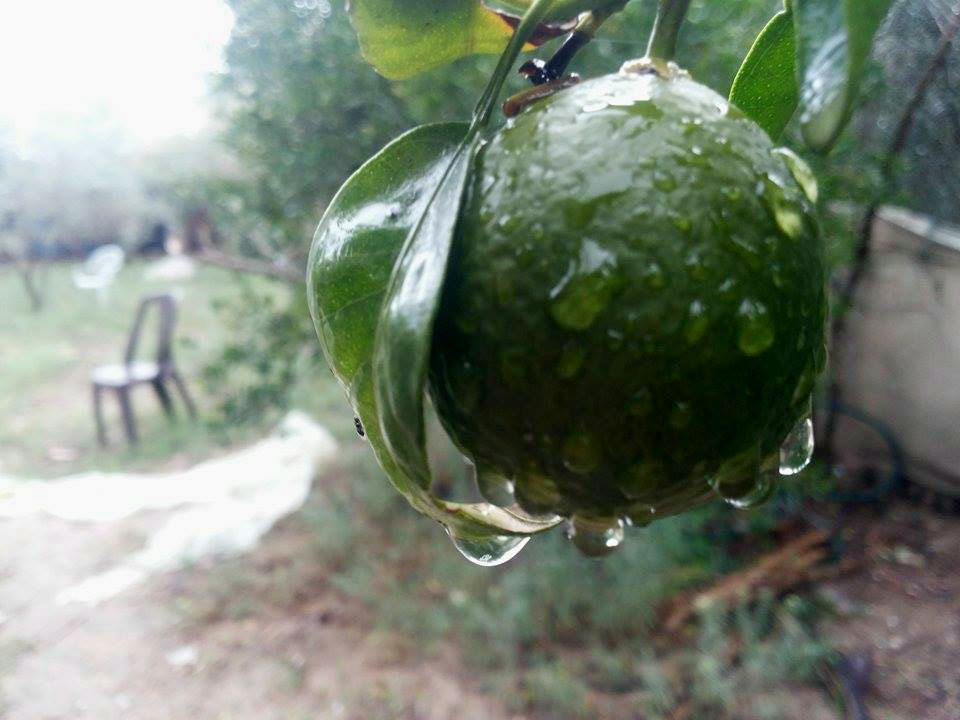    bntpal.com_144602603