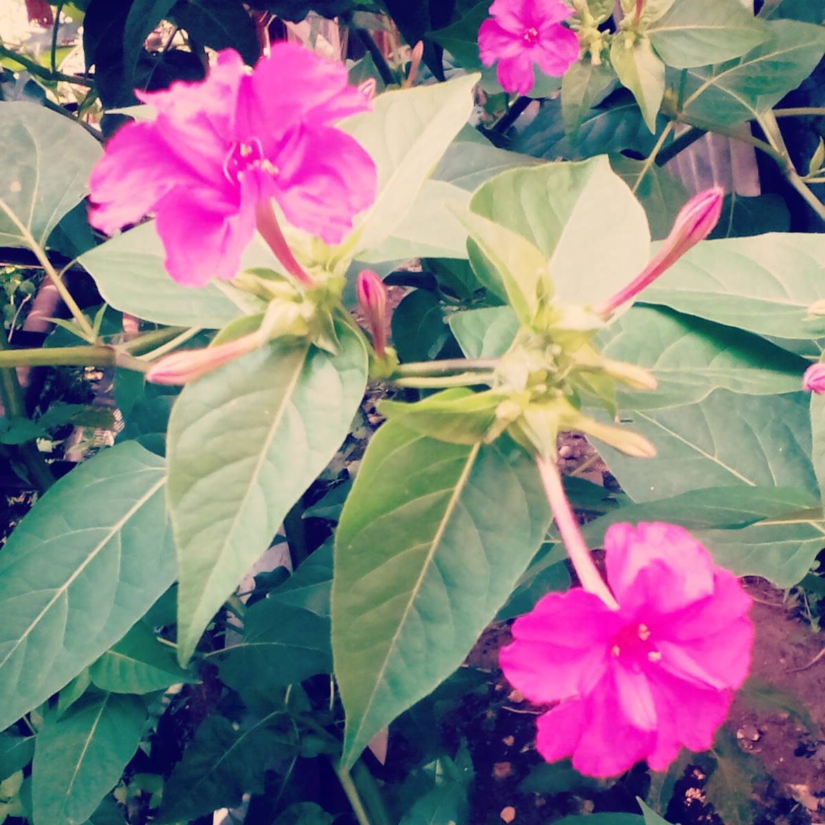   bntpal.com_144801978