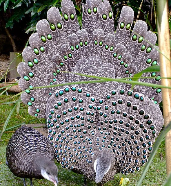  bntpal.com_144822103