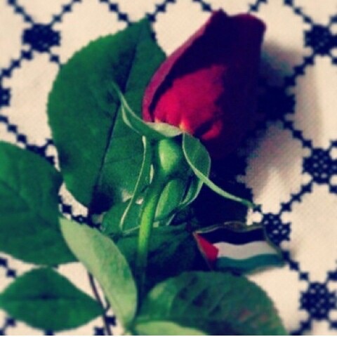 🌾 bntpal.com_144855124