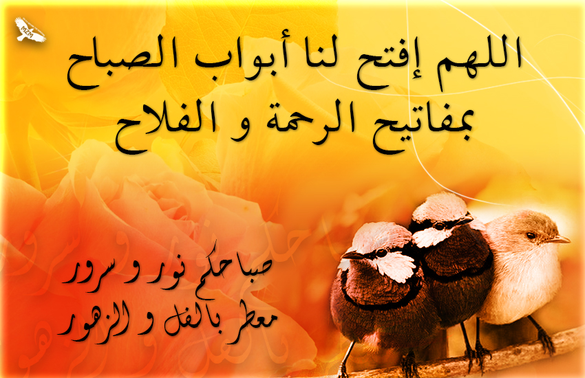  bntpal.com_144886863