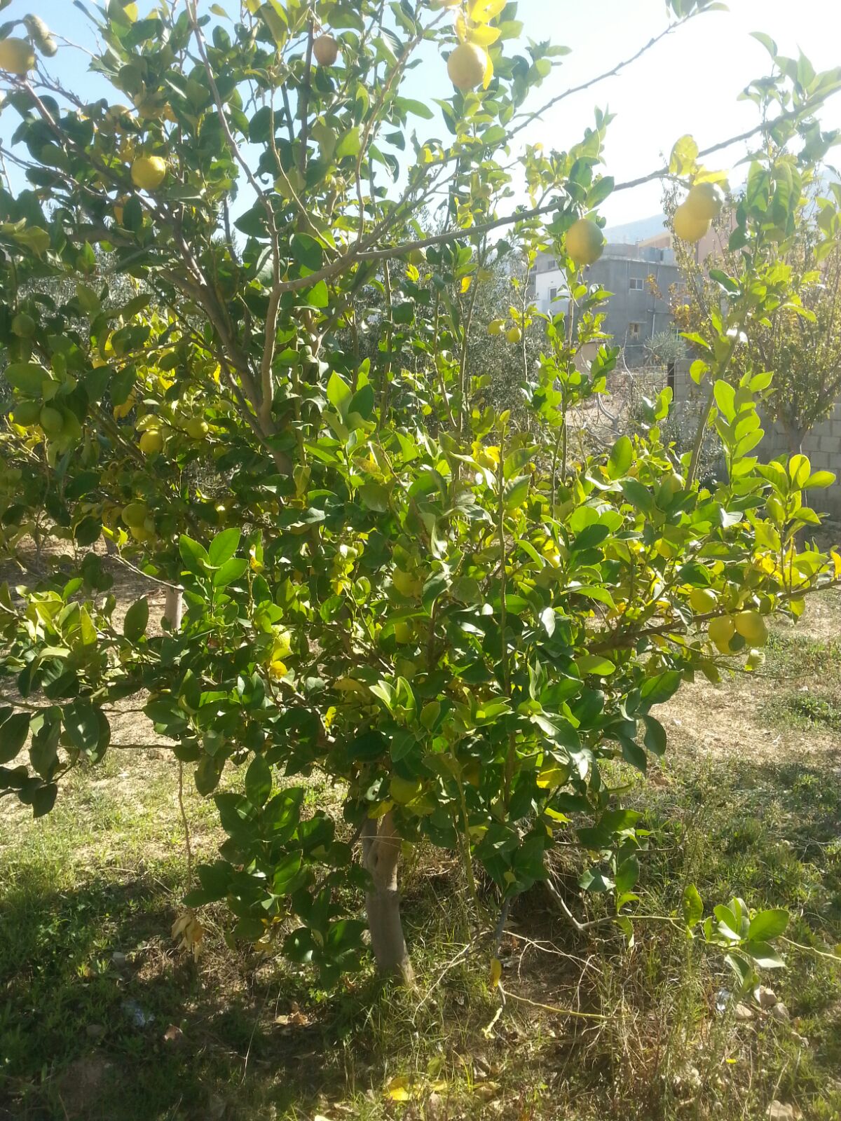 bntpal.com_144995665