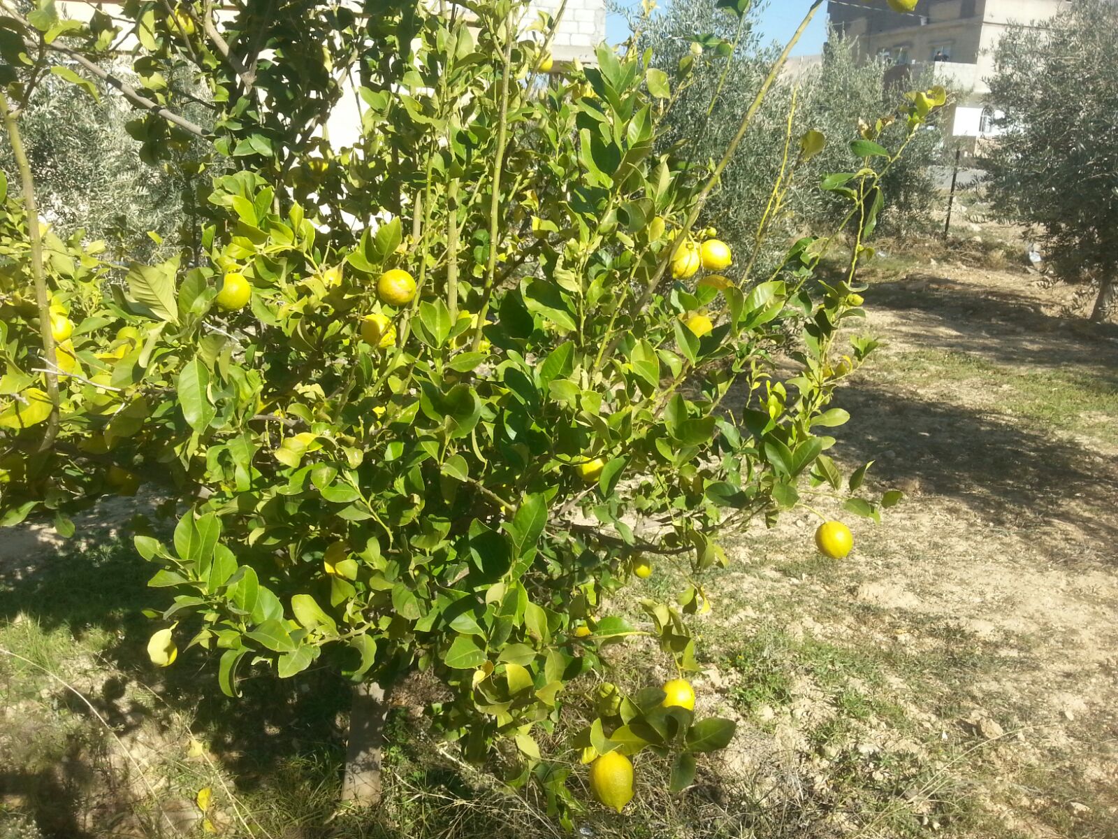 bntpal.com_144995665