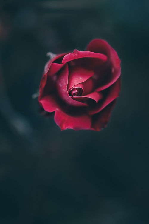 bntpal.com_145021662