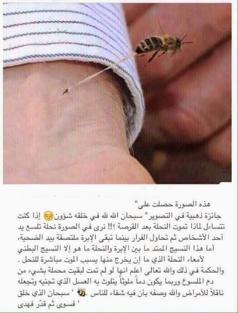 bntpal.com_145047035