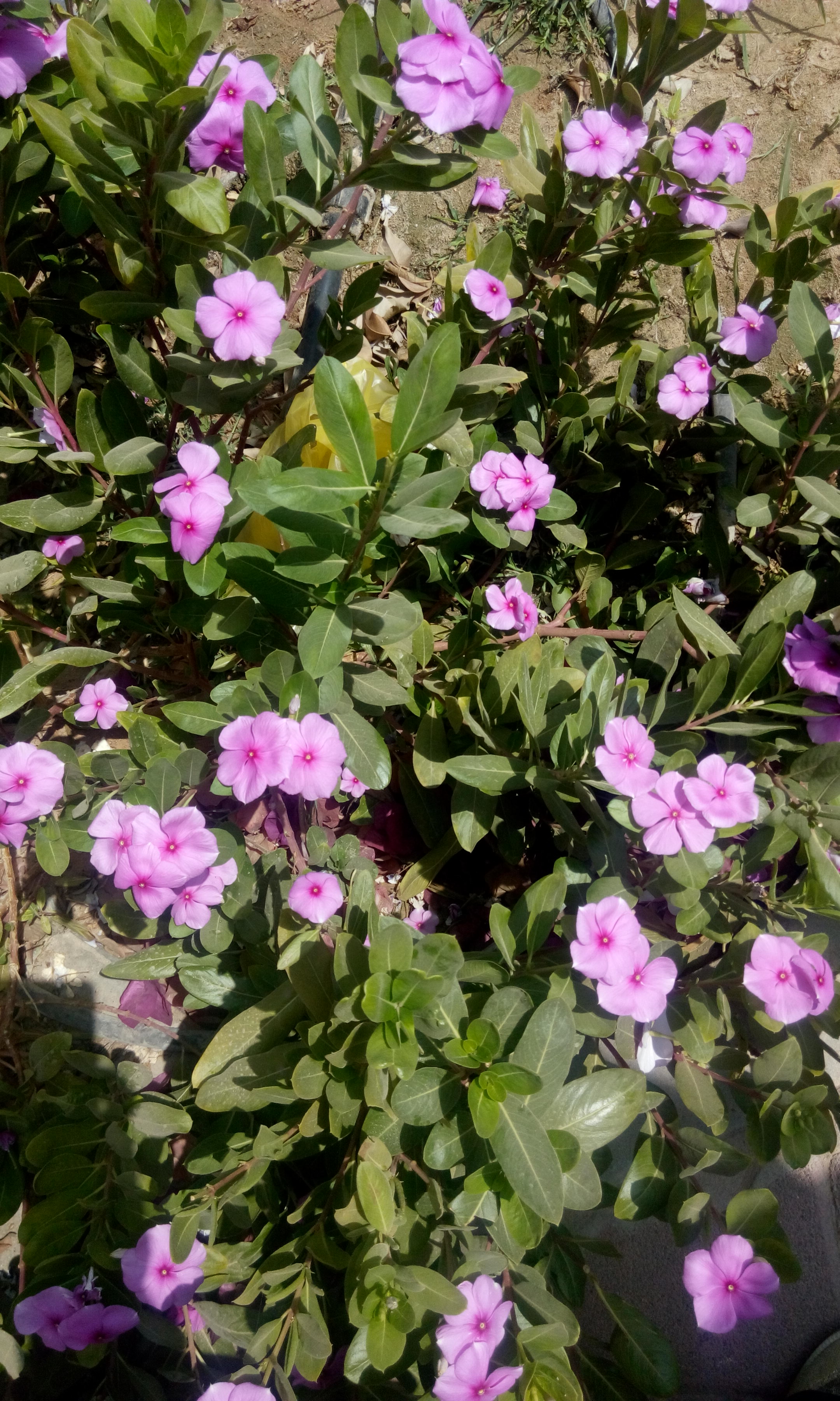  bntpal.com_145384952