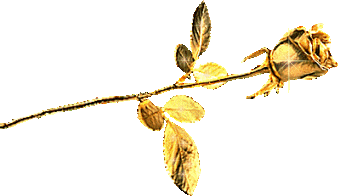   bntpal.com_145510604