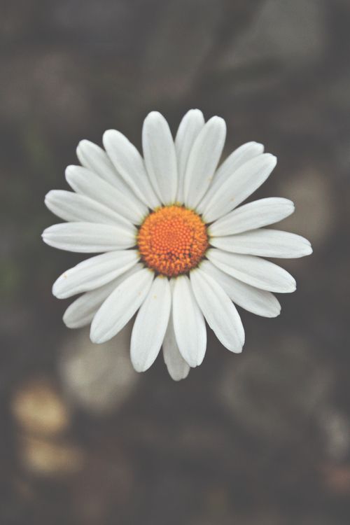 bntpal.com_145528369