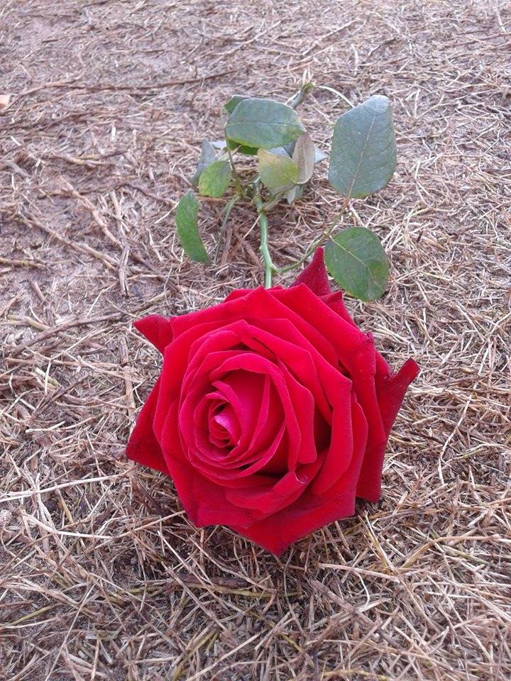 bntpal.com_145534851