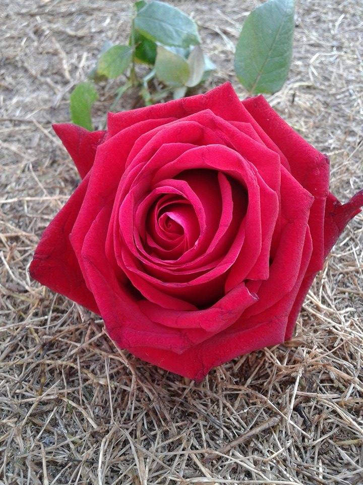bntpal.com_145534916