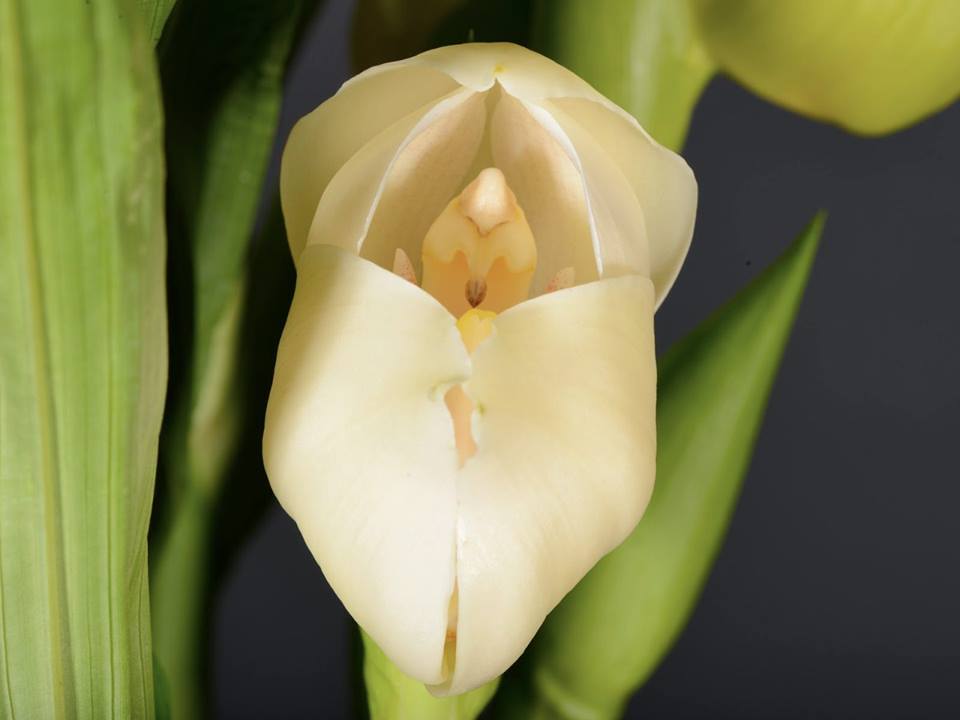 bntpal.com_145642402