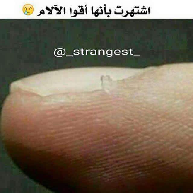 \ bntpal.com_145656594