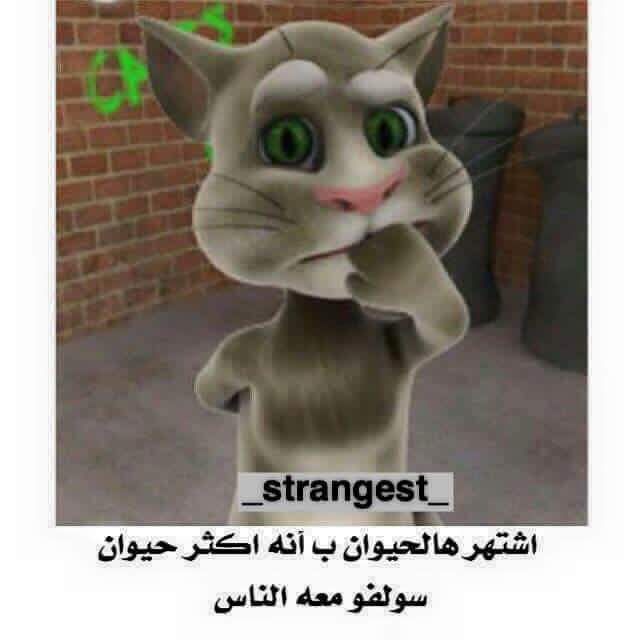 \ bntpal.com_145656594