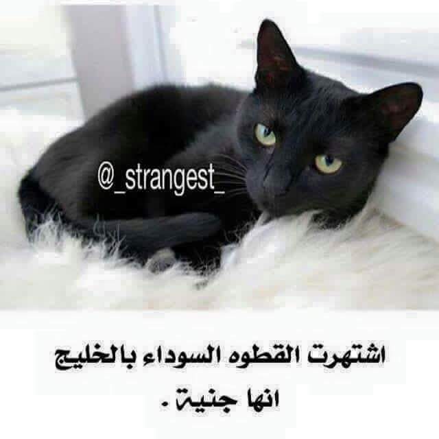 \ bntpal.com_145656594