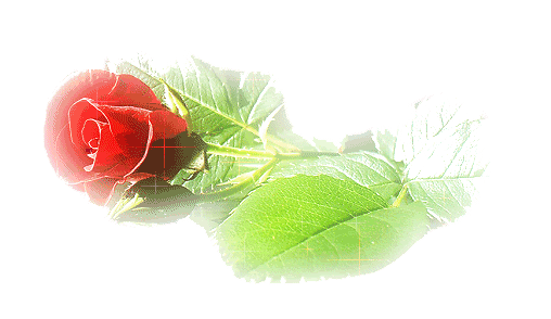  bntpal.com_145703758