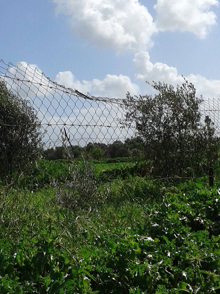   bntpal.com_145708335