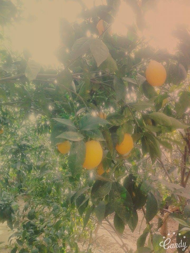  bntpal.com_145777480