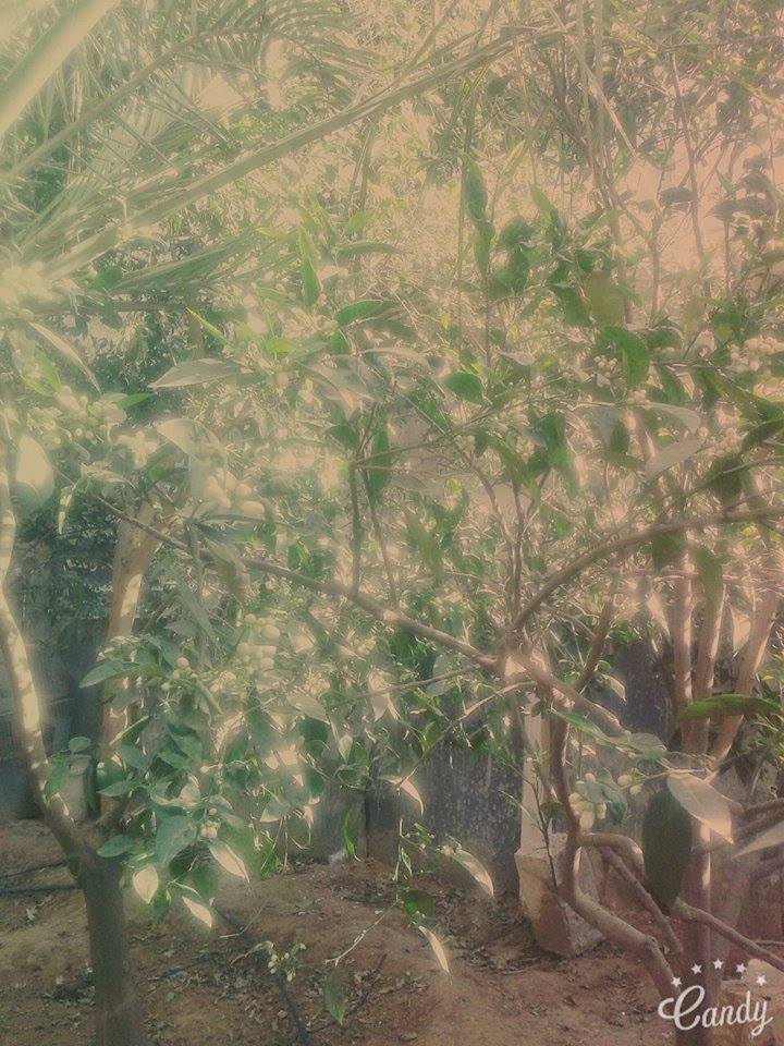  bntpal.com_145777480