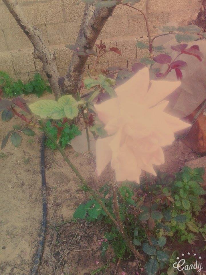  bntpal.com_145777480