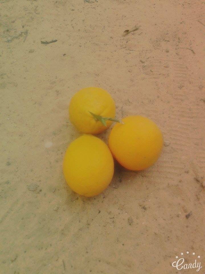  bntpal.com_145777516
