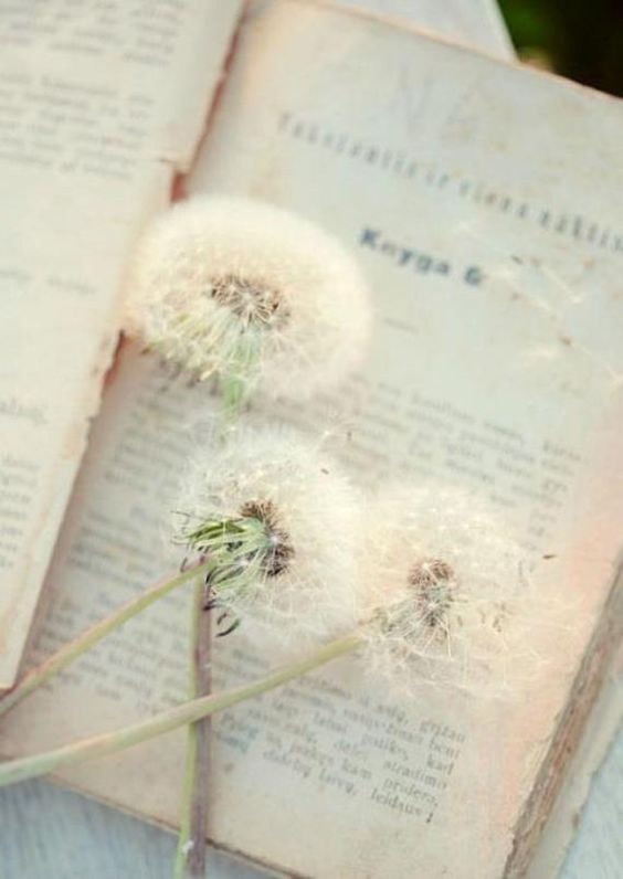    bntpal.com_145815103