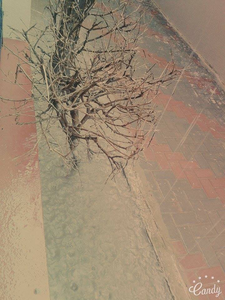  ., bntpal.com_145828892