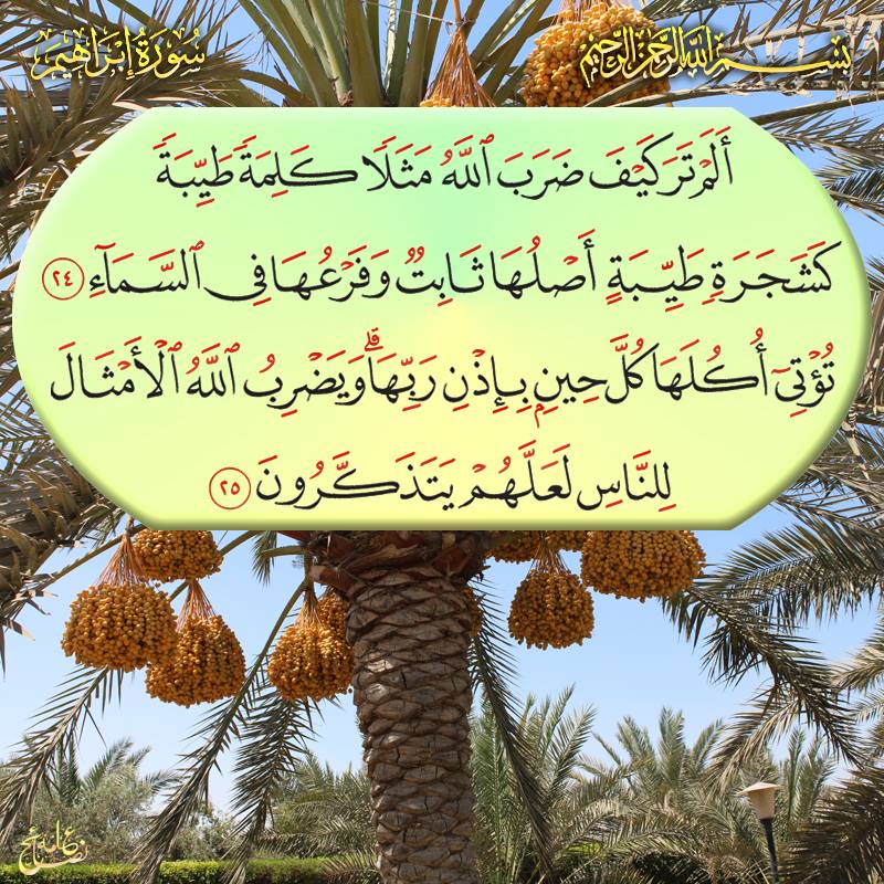  bntpal.com_146029709