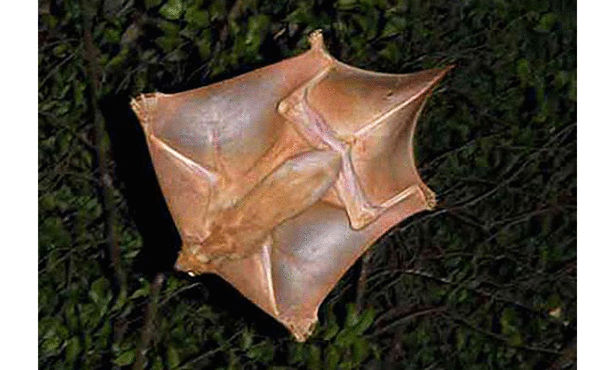 bntpal.com_146099877