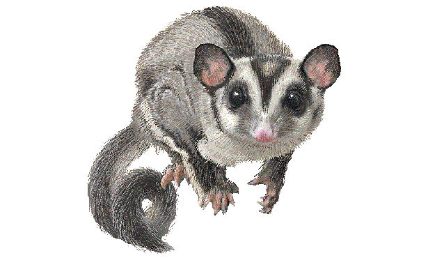 bntpal.com_146099877