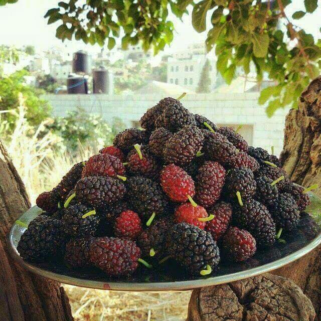 bntpal.com_146157452