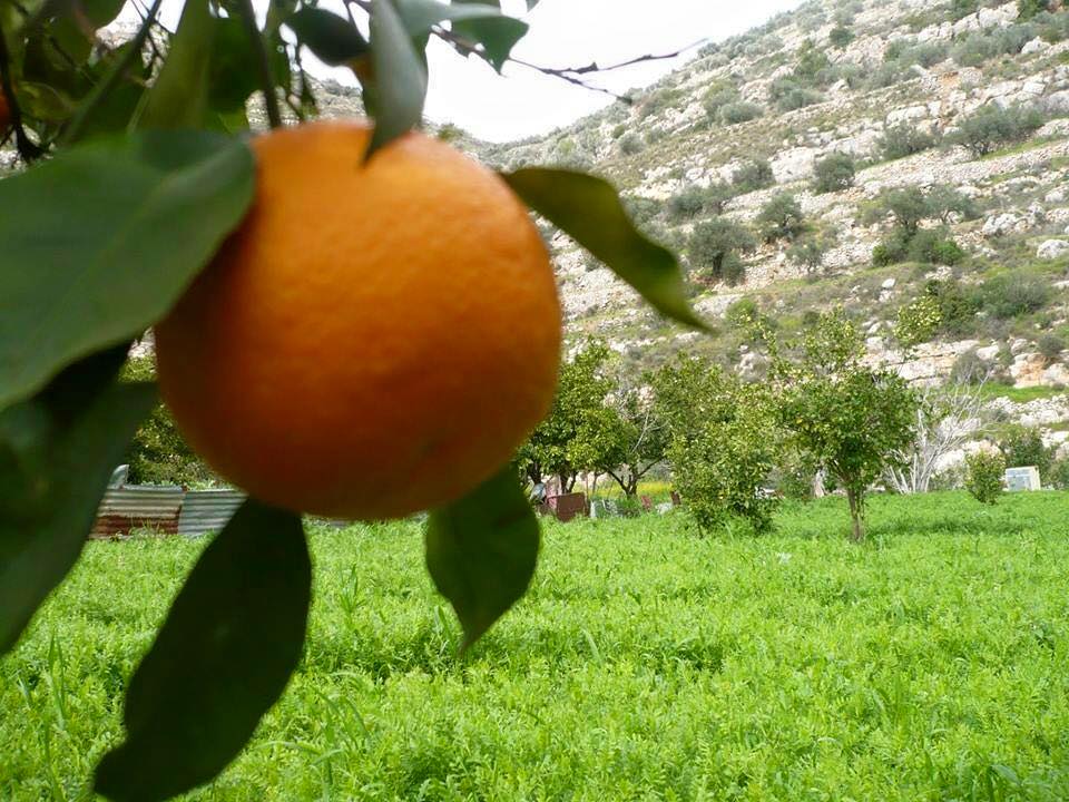 bntpal.com_146157460