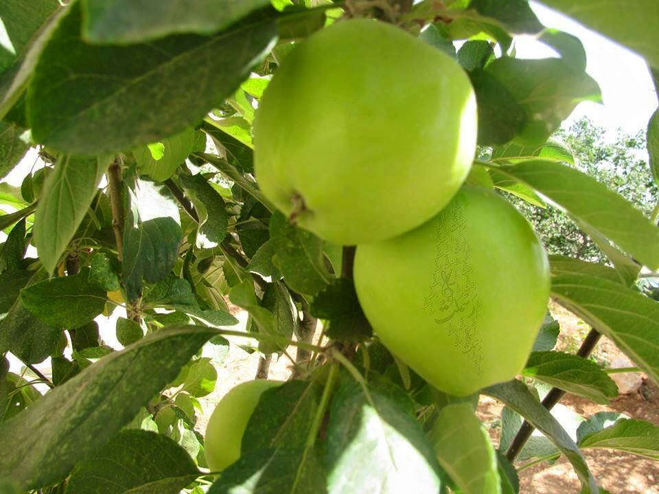 bntpal.com_146157460