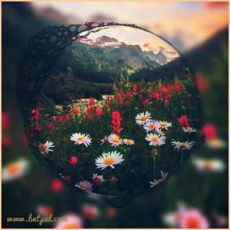  🌸🌼 bntpal.com_146193102