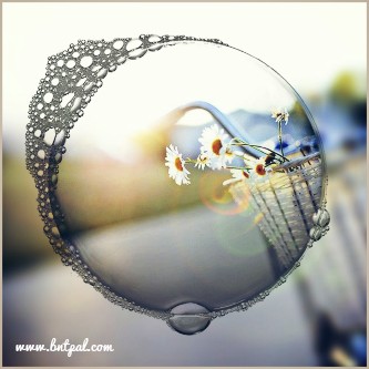  🌸🌼 bntpal.com_146193102