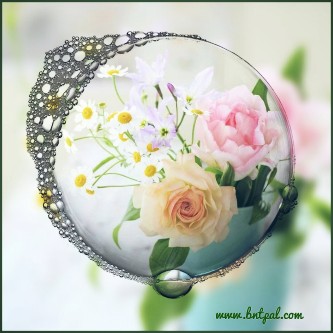  🌸🌼 bntpal.com_146193102