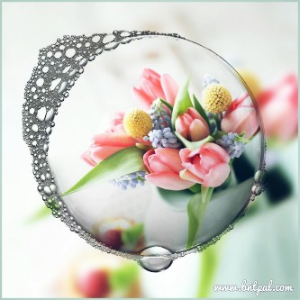  🌸🌼 bntpal.com_146193102