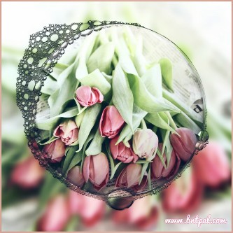  🌸🌼 bntpal.com_146193102