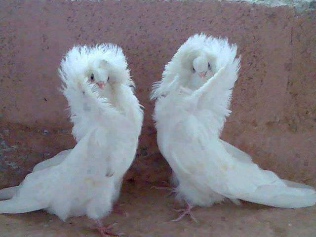 😉 bntpal.com_146495721