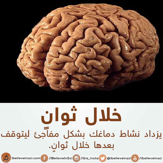 bntpal.com_147012369