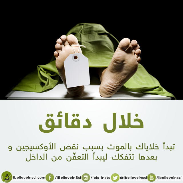 bntpal.com_147012369