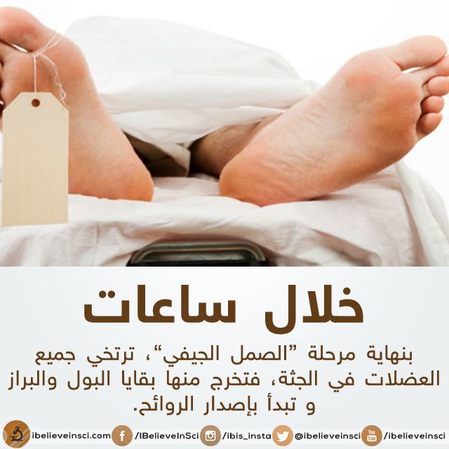 bntpal.com_147012369