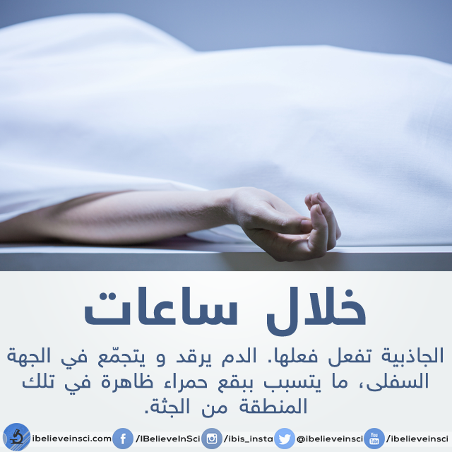 bntpal.com_147012369