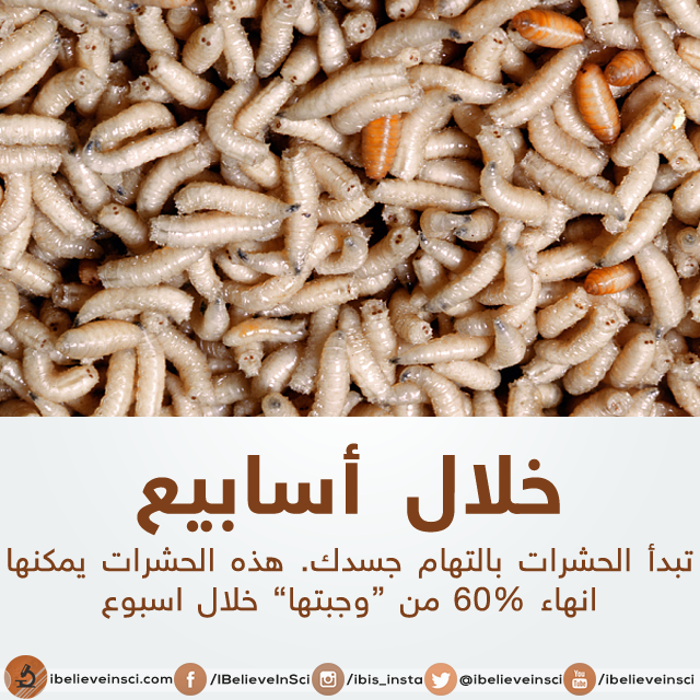 bntpal.com_147012369