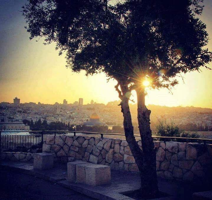  ٢٠١٦ bntpal.com_147335174